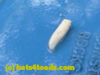 /home//u458753944/public_html/sourcegallery//Insects and small critters/flies (Diptera)/P1080195.JPG